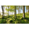 Zauberhaftes Buchenspektakel - Thumbnail View 1