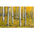Orange Forest - Thumbnail View 1