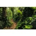 Path of Dreams - Thumbnail View 1