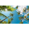 Coconut Heaven II  - Thumbnail View 1