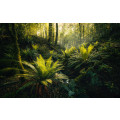 Fjordland Woods  - Thumbnail View 1