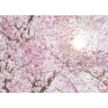 Cerise - Thumbnail View 1