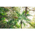 Touch the Jungle  - Thumbnail View 1