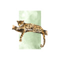 Indian Jungle - Thumbnail View 1