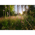 Summer Glade - Thumbnail View 1