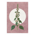 Dream of Mauve - Thumbnail View 1