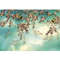 Sakura - Thumbnail View 1