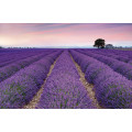 Provence - Thumbnail View 1