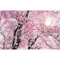 Bloom - Thumbnail View 1