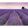 Provence - Thumbnail View 1