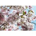 Spring - Thumbnail View 1