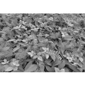 Forest Floor - Thumbnail View 1