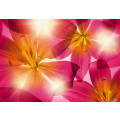 Summer Sun - Thumbnail View 1