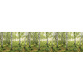 Birch Trees - Thumbnail View 1