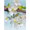Blossom - Thumbnail View 1