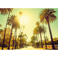 Viva el Sol - Thumbnail View 1
