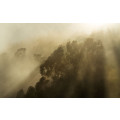 Foggy Sunshine - Thumbnail View 1