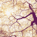 Sunshine - Thumbnail View 1