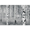 Woods - Thumbnail View 1
