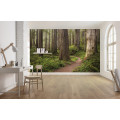 Redwood Trail - Thumbnail View 1