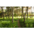 Blütenzauberwald - Thumbnail View 1