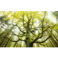 Der Traumbaum - Thumbnail View 1