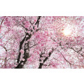 Bloom - Thumbnail View 1