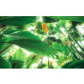 Dschungeldach II - Thumbnail View 1