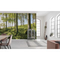 Zauberhaftes Buchenspektakel - Thumbnail View 1