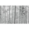 Espenwald - Thumbnail View 1
