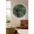 Novel Monstera - Thumbnail View 1