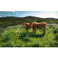 Kuhparadies - Thumbnail View 1