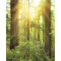 Redwood - Thumbnail View 1