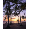 Palmtrees on Beach - Thumbnail View 1