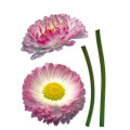 Daisy - Thumbnail View 1