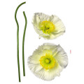Pavot Blanc - Thumbnail View 1