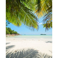 Under The Palmtree - Thumbnail View 1