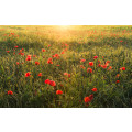 Poppy World I - Thumbnail View 1