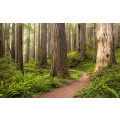 Redwood Trail - Thumbnail View 1