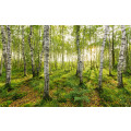 Birch Trees - Thumbnail View 1