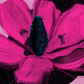 Shades of Flower - Thumbnail View 1