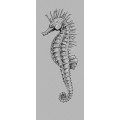 Sea Horse - Thumbnail View 1