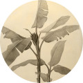 Banana Plant - Thumbnail View 1