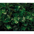 Tropical Wall - Thumbnail View 1