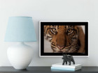 Sumatran Tiger Portrait