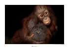 Bornean Orangutan