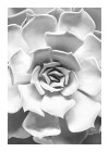 Succulent Closeup