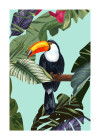 Toco Toucan