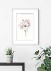 Magnolia Blossom