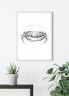 Crab White